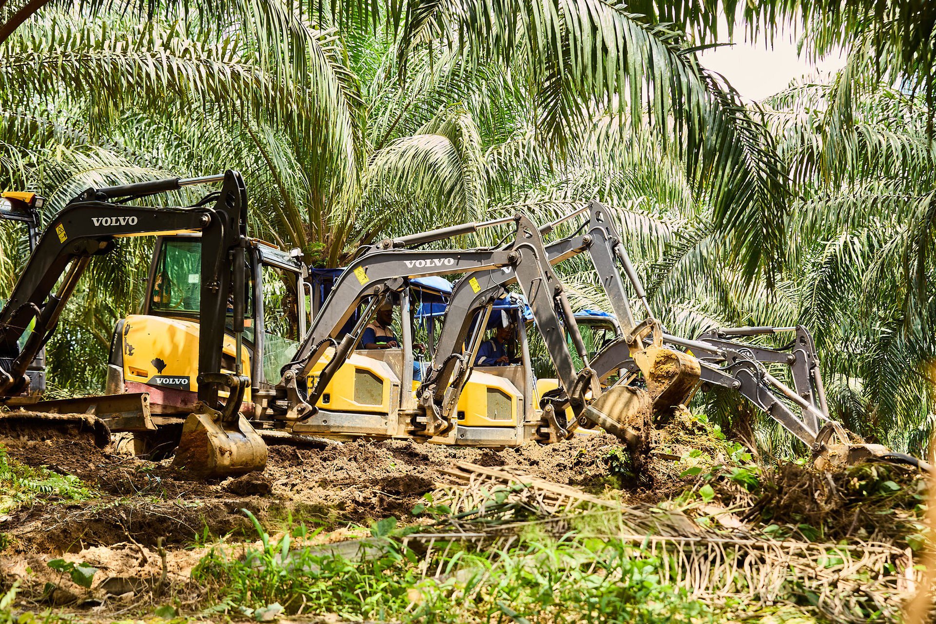 Une flotte de mini-pelles Volvo démontrant des performances et une polyvalence de premier ordre dans l'environnement d'une plantation tropicale